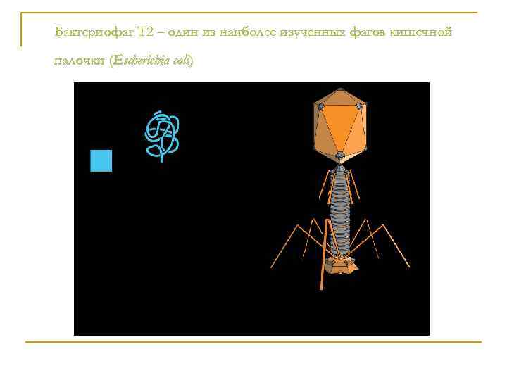 Бактериофаг T 2 – один из наиболее изученных фагов кишечной палочки (Escherichia coli) 