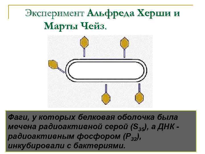 Эксперимент Альфреда Херши и Марты Чейз. Фаги, у которых белковая оболочка была мечена радиоактивной
