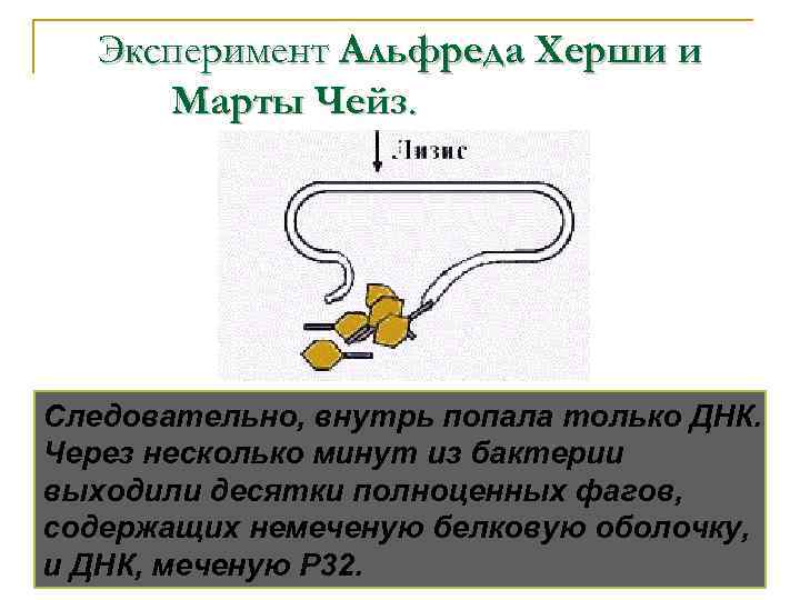 Эксперимент Альфреда Херши и Марты Чейз. Следовательно, внутрь попала только ДНК. Через несколько минут