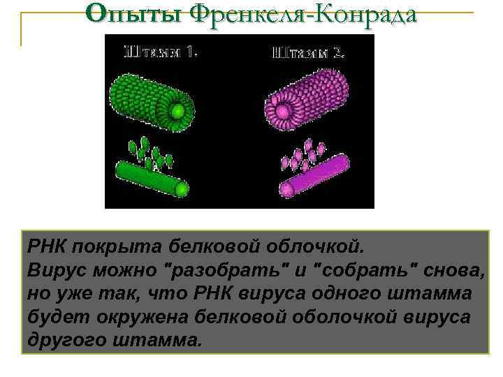 Опыты Френкеля-Конрада РНК покрыта белковой облочкой. Вирус можно 