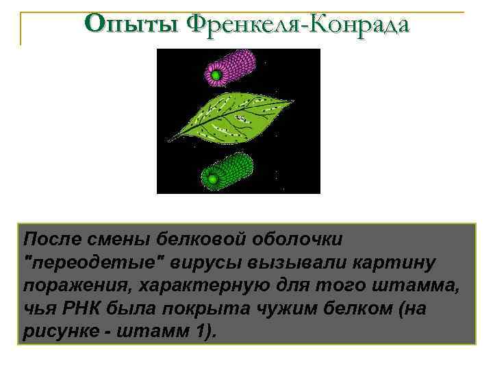 Опыты Френкеля-Конрада После смены белковой оболочки 
