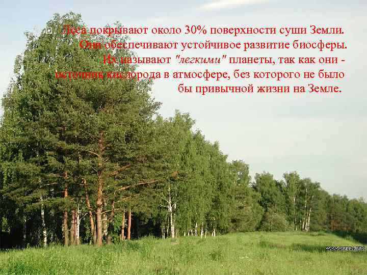  Леса покрывают около 30% поверхности суши Земли. Они обеспечивают устойчивое развитие биосферы. Их
