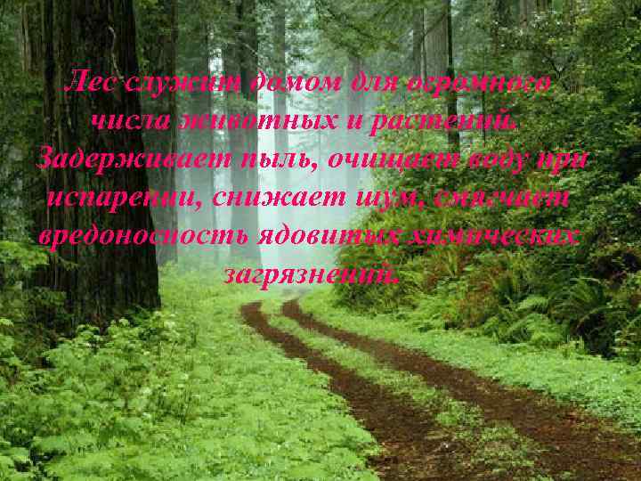 Лес служит домом для огромного числа животных и растений. Задерживает пыль, очищает воду при