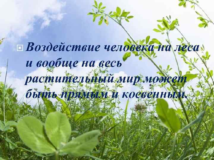  Воздействие человека на леса и вообще на весь растительный мир может быть прямым