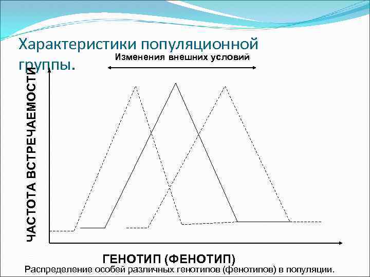 ЧАСТОТА ВСТРЕЧАЕМОСТИ Характеристики популяционной Изменения внешних условий группы. ГЕНОТИП (ФЕНОТИП) Распределение особей различных генотипов