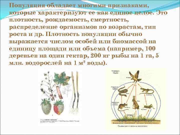 Популяция обладает многими признаками, которые характеризуют ее как единое целое. Это плотность, рождаемость, смертность,