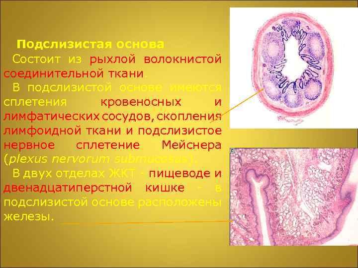 Подслизистая основа Состоит из рыхлой волокнистой соединительной ткани. В подслизистой основе имеются сплетения кровеносных