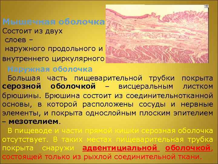 Мышечная оболочка Состоит из двух слоев – наружного продольного и внутреннего циркулярного. Наружная оболочка