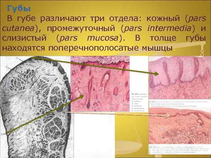 Губы В губе различают три отдела: кожный (pars cutanea), промежуточный (pars intermedia) и слизистый
