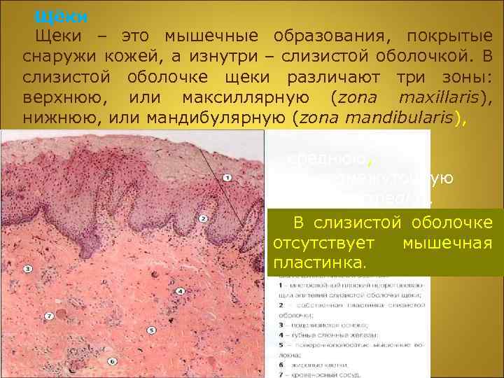 Щёки Щеки – это мышечные образования, покрытые снаружи кожей, а изнутри – слизистой оболочкой.