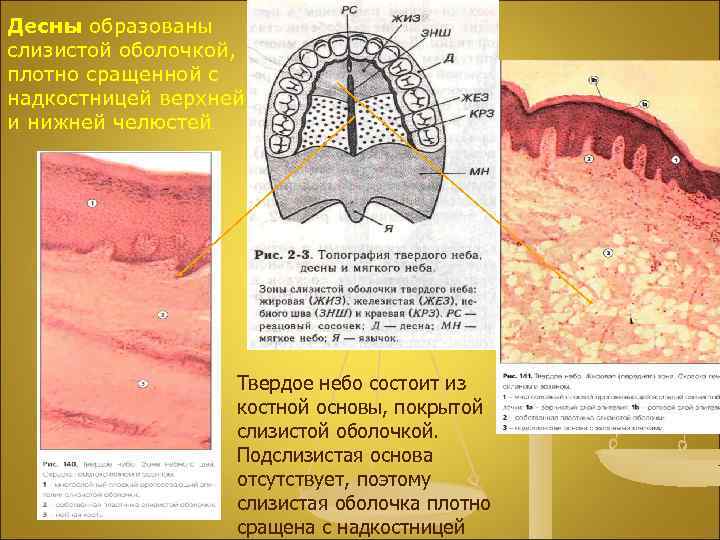 Десны образованы слизистой оболочкой, плотно сращенной с надкостницей верхней и нижней челюстей. Твердое небо