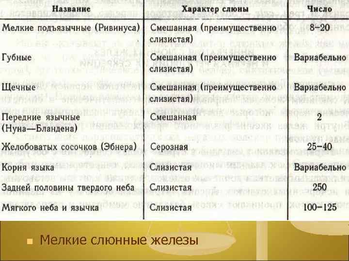 n Мелкие слюнные железы 