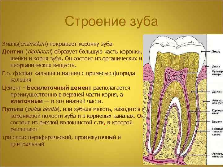 Строение зуба Эмаль(enamelum) покрывает коронку зуба Дентин (dentinum) образует большую часть коронки, шейки и