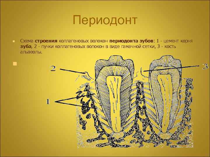 Периодонт n n Схема строения коллагеновых волокон периодонта зубов: 1 - цемент корня зуба,