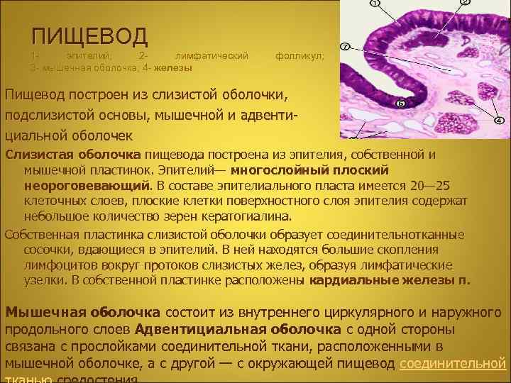 ПИЩЕВОД 1 эпителий; 2 лимфатический 3 - мышечная оболочка; 4 - железы фолликул; Пищевод