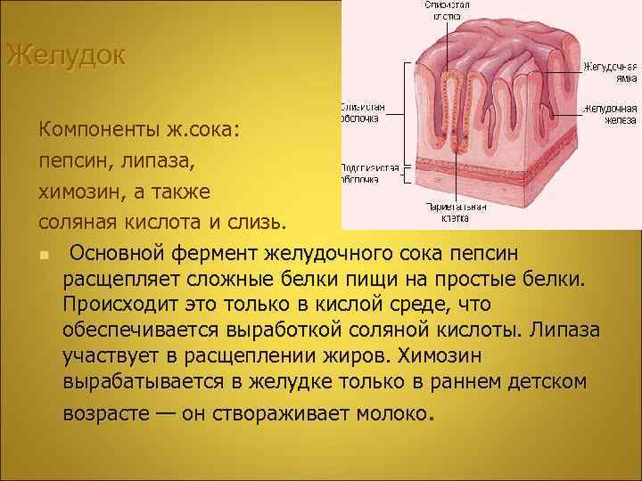 Желудок Компоненты ж. сока: пепсин, липаза, химозин, а также соляная кислота и слизь. n