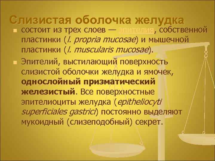 Слизистая оболочка желудка n n состоит из трех слоев — эпителия, собственной пластинки (l.