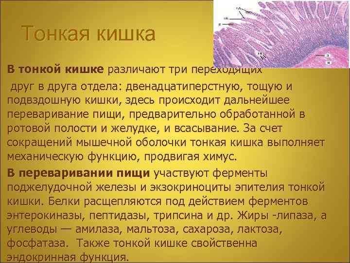 Тонкая кишка В тонкой кишке различают три переходящих друг в друга отдела: двенадцатиперстную, тощую