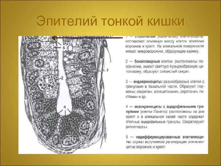 Эпителий тонкой кишки 