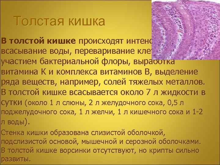 Толстая кишка В толстой кишке происходят интенсивное всасывание воды, переваривание клетчатки с участием бактериальной