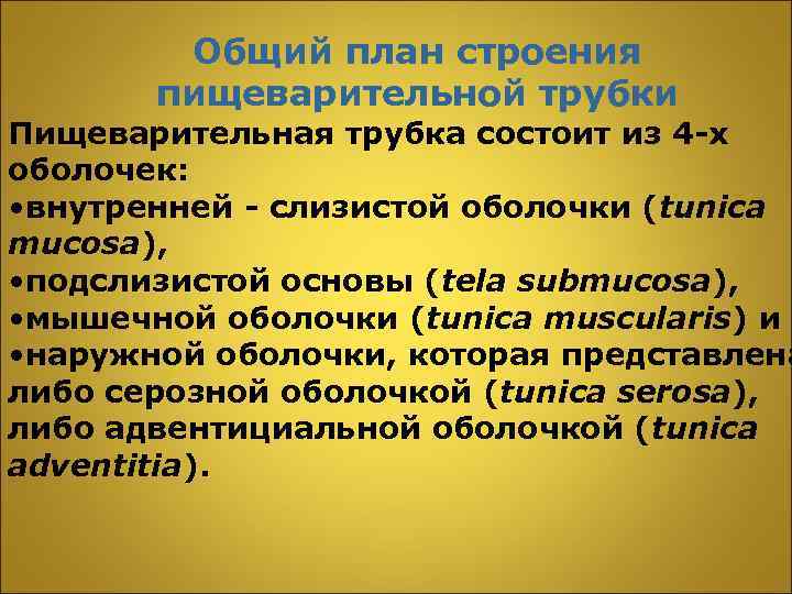 Общий план строения пищеварительной трубки Пищеварительная трубка состоит из 4 -х оболочек: • внутренней