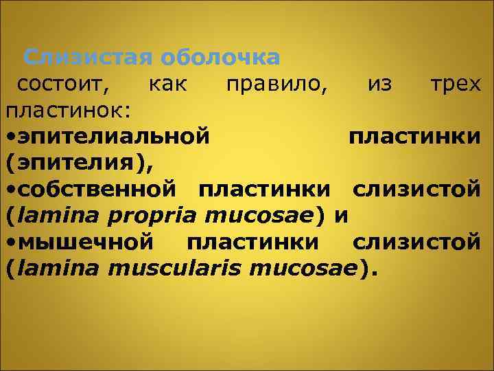 Слизистая оболочка состоит, как правило, из трех пластинок: • эпителиальной пластинки (эпителия), • собственной