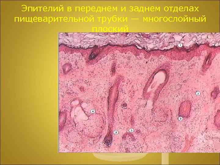Эпителий в переднем и заднем отделах пищеварительной трубки — многослойный плоский 