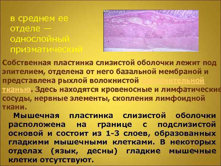 в среднем ее отделе — однослойный призматический Собственная пластинка слизистой оболочки лежит под эпителием,