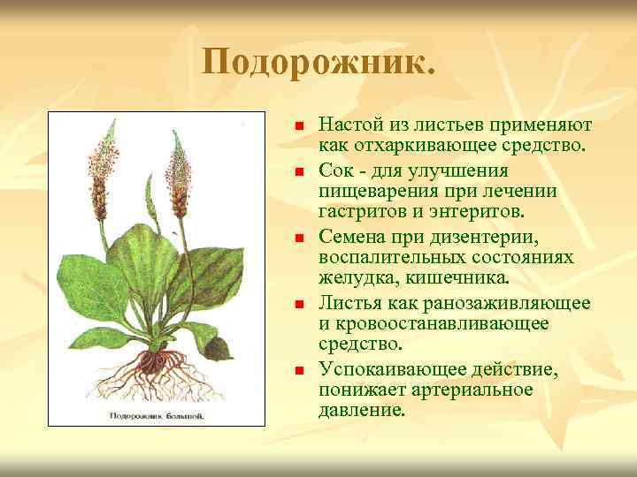 Подорожник. n n n Настой из листьев применяют как отхаркивающее средство. Сок - для