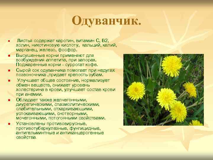 Одуванчик. n n n Листья содержат каротин, витамин С, В 2, холин, никотиновую кислоту,
