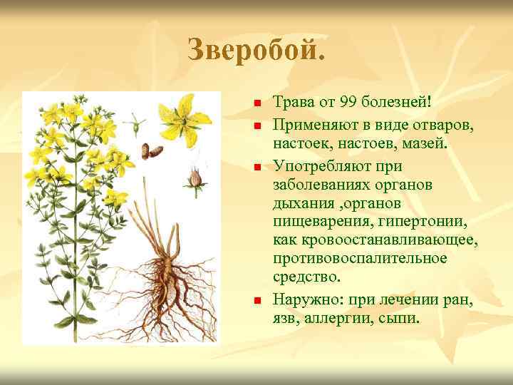 Зверобой. n n Трава от 99 болезней! Применяют в виде отваров, настоек, настоев, мазей.