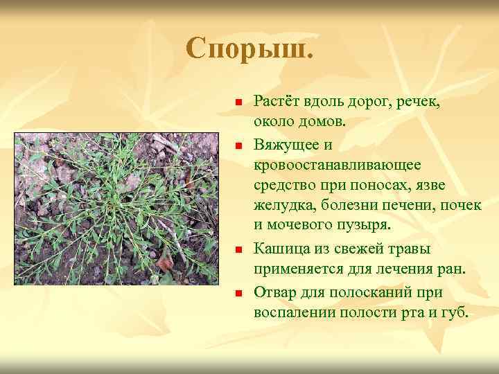 Спорыш. n n Растёт вдоль дорог, речек, около домов. Вяжущее и кровоостанавливающее средство при