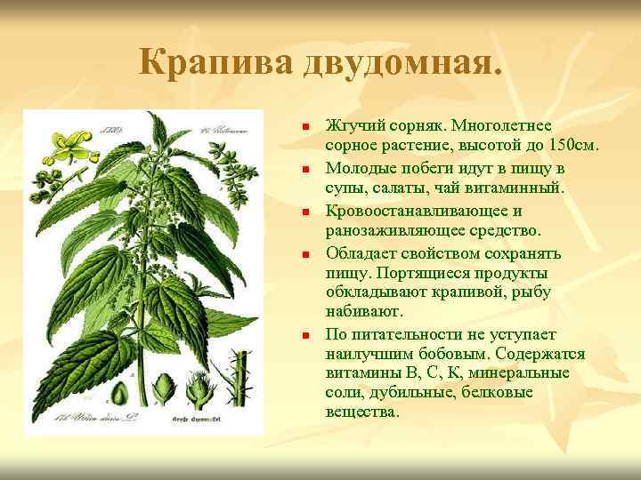 Крапива двудомная. n n n Жгучий сорняк. Многолетнее сорное растение, высотой до 150 см.