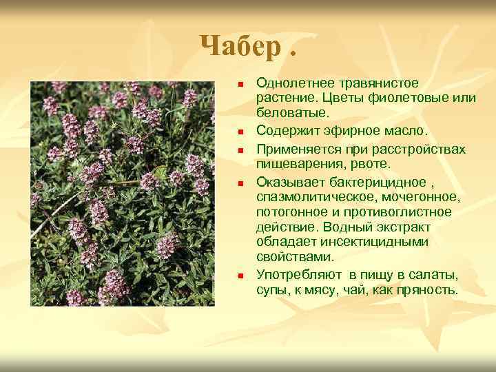 Чабер. n n n Однолетнее травянистое растение. Цветы фиолетовые или беловатые. Содержит эфирное масло.