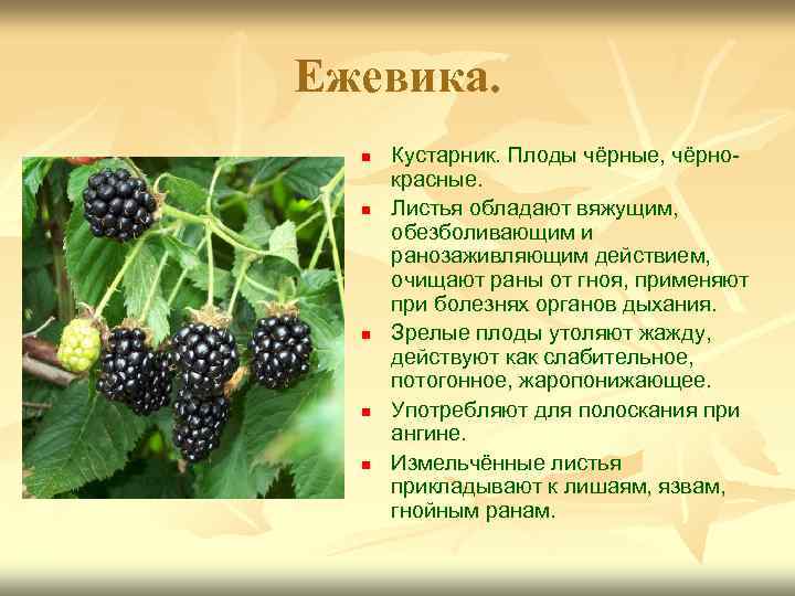Ежевика. n n n Кустарник. Плоды чёрные, чёрнокрасные. Листья обладают вяжущим, обезболивающим и ранозаживляющим