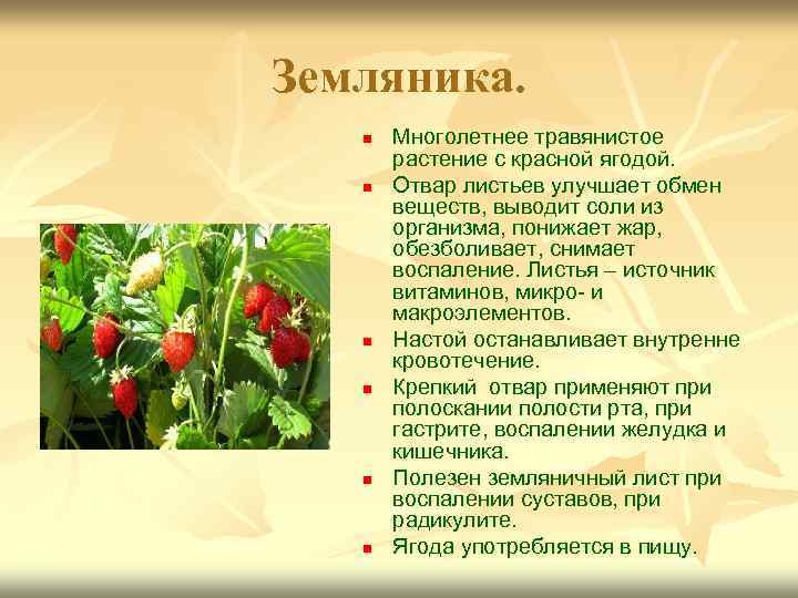 Земляника. n n n Многолетнее травянистое растение с красной ягодой. Отвар листьев улучшает обмен