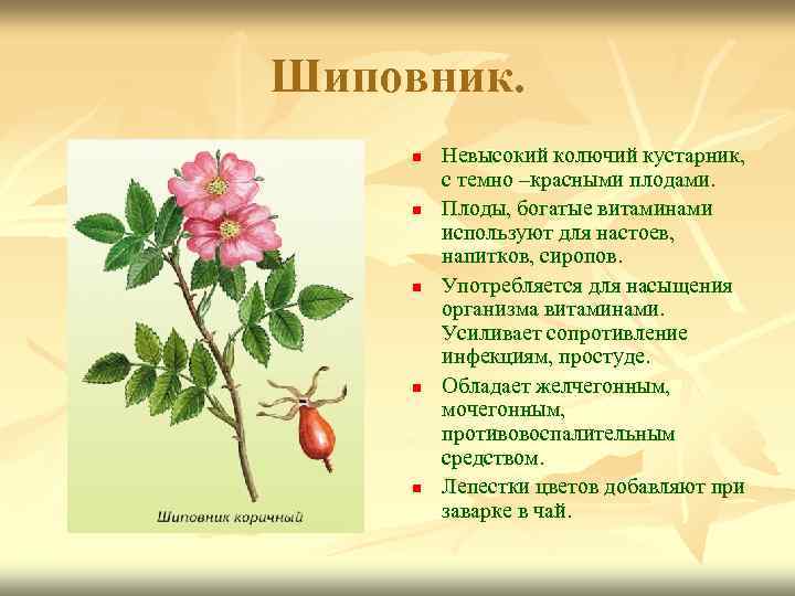 Шиповник. n n n Невысокий колючий кустарник, с темно –красными плодами. Плоды, богатые витаминами