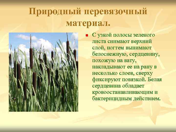Природный перевязочный материал. n С узкой полосы зеленого листа снимают верхний слой, ногтем вынимают