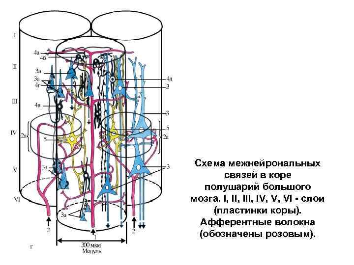 Схема межнейрональных связей в коре полушарий большого мозга. I, III, IV, V, VI -