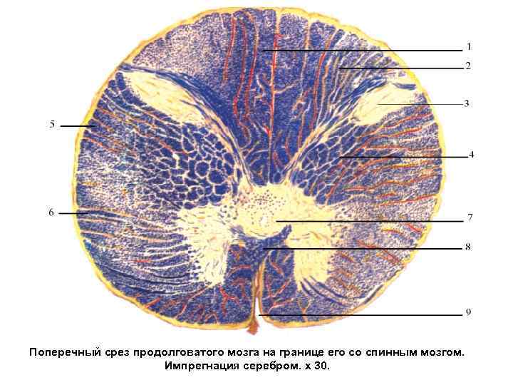 Поперечный срез продолговатого мозга на границе его со спинным мозгом. Импрегнация серебром. х 30.