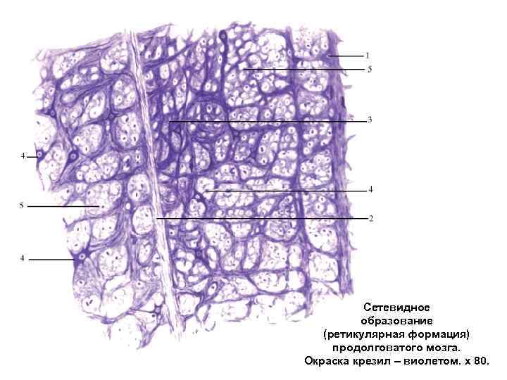 Сетевидное образование (ретикулярная формация) продолговатого мозга. Окраска крезил – виолетом. х 80. 