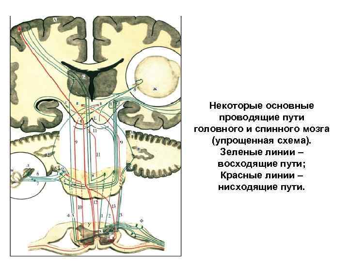 Проводящие пути головного и спинного мозга картинки