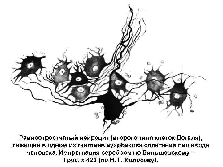Равноотростчатый нейроцит (второго типа клеток Догеля), лежащий в одном из ганглиев ауэрбахова сплетения пищевода