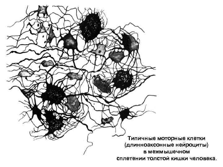 Типичные моторные клетки (длинноаксонные нейроциты) в межмышечном сплетении толстой кишки человека. 