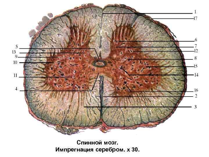 Спинной мозг. Импрегнация серебром. х 30. 