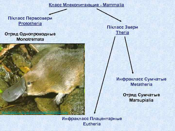 Класс Млекопитающие - Mammalia П/класс Первозвери Prototheria П/класс Звери Theria Отряд Однопроходные Monotremata Инфракласс
