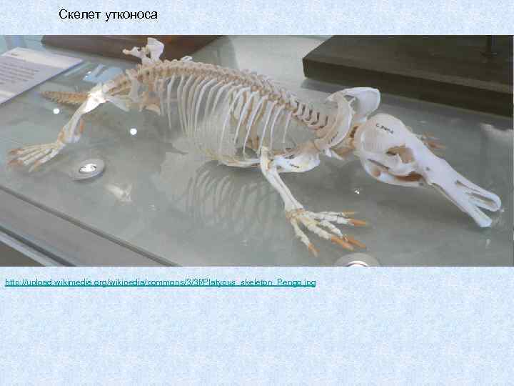 Скелет утконоса http: //upload. wikimedia. org/wikipedia/commons/3/3 f/Platypus_skeleton_Pengo. jpg 