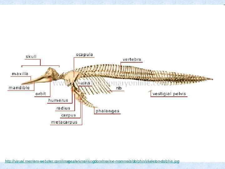 http: //visual. merriam-webster. com/images/animal-kingdom/marine-mammals/dolphin/skeleton-dolphin. jpg 