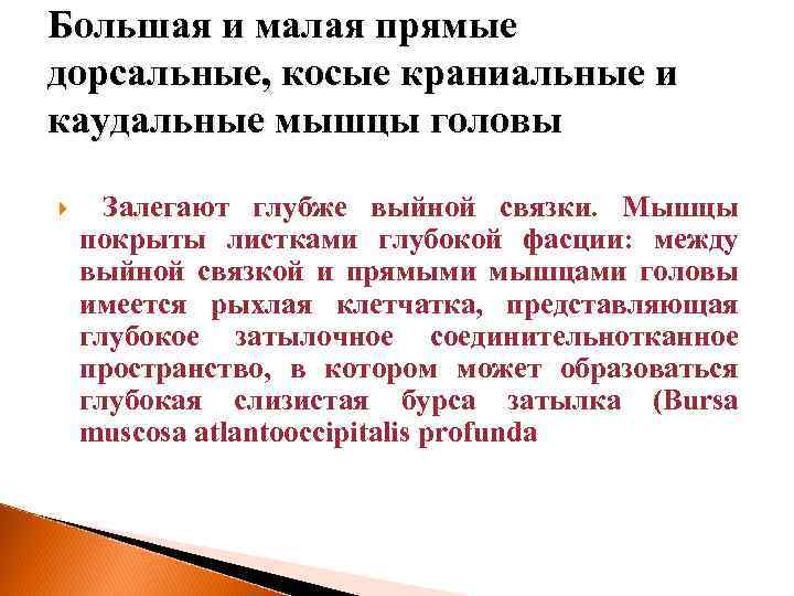 Большая и малая прямые дорсальные, косые краниальные и каудальные мышцы головы Залегают глубже выйной