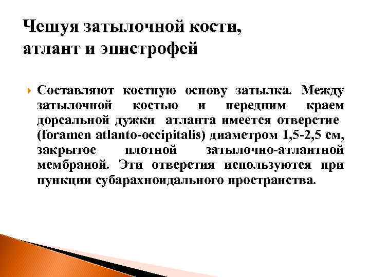 Чешуя затылочной кости, атлант и эпистрофей Составляют костную основу затылка. Между затылочной костью и